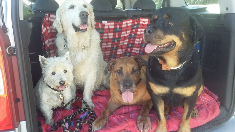 4 Pattes Services — dogsitter à Vannes