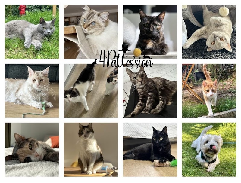 4Pattes'sion, Visites à domicile et balades canine — dogsitter à Lille