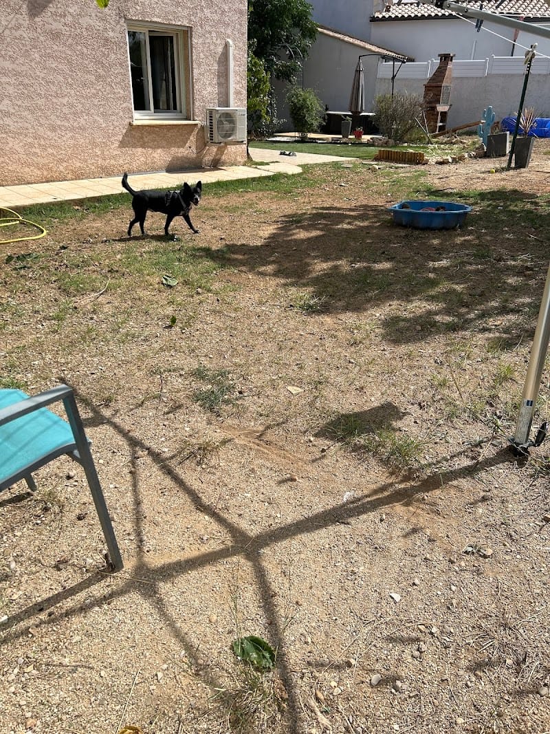 A la coloc des toutous Pension pour chien — dogsitter à Montpellier