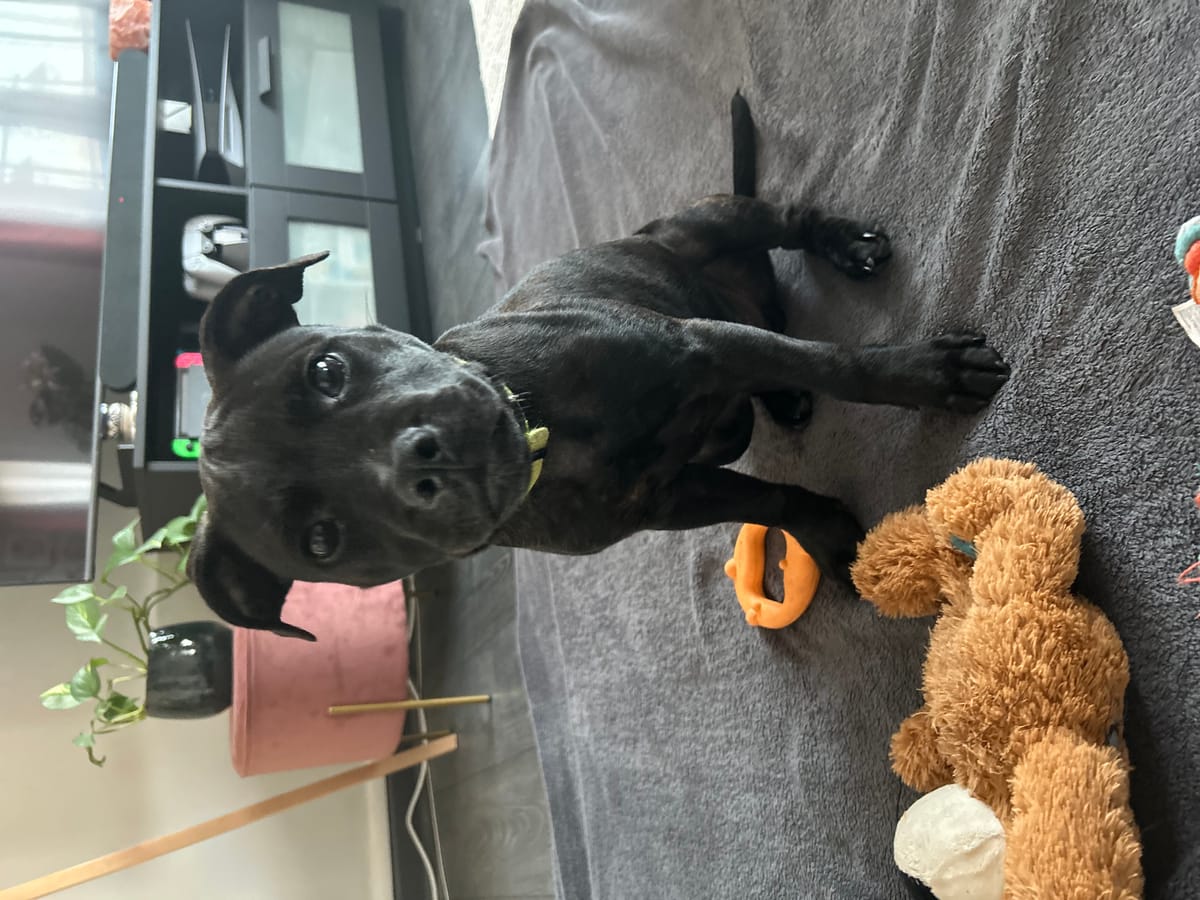 Fur & Friends Pet sitting, dogsitter à Arras