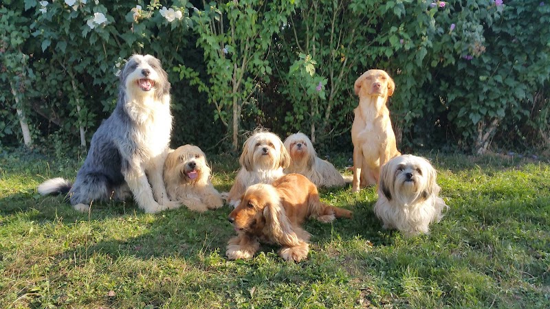 Accueil Can'Ain — dogsitter à Villefranche-sur-Saône