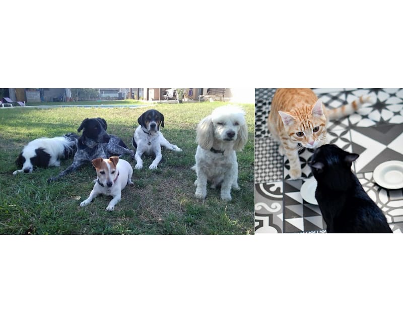 Albagnac Josiane — dogsitter à Toulouse