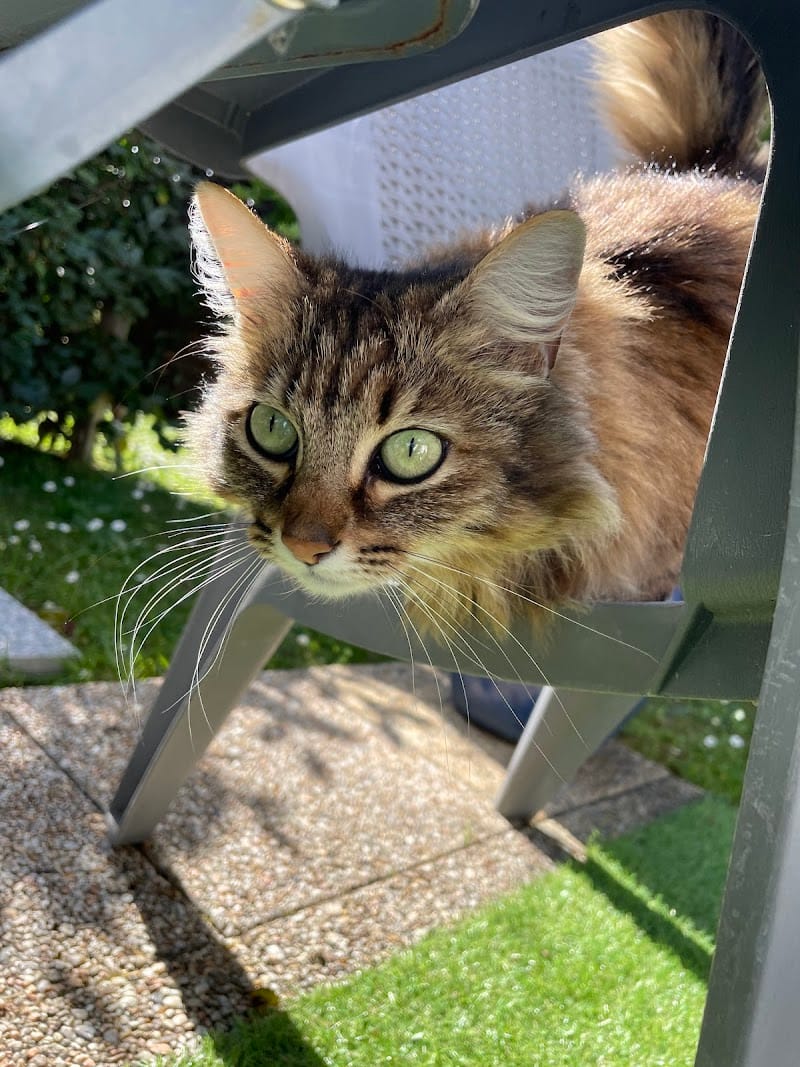 Alex Petsitting — dogsitter à Toulouse