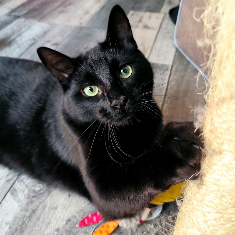 AlexSitting31 — dogsitter à Toulouse