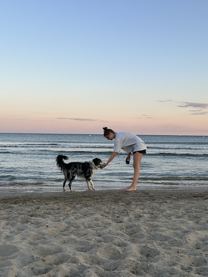 Alhena Petsitting — dogsitter à Montpellier