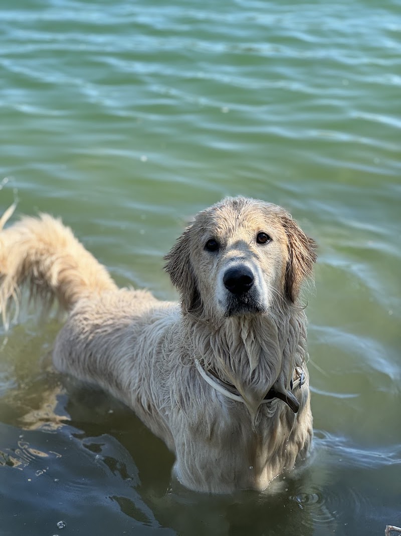 Alycia Pet-Sitter — dogsitter à Nîmes