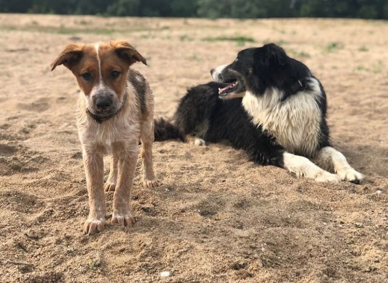 Amel'vie animale — dogsitter à Mauges-sur-Loire