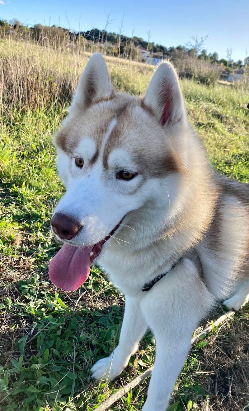 Angel Pet Sitting — dogsitter à Lunel