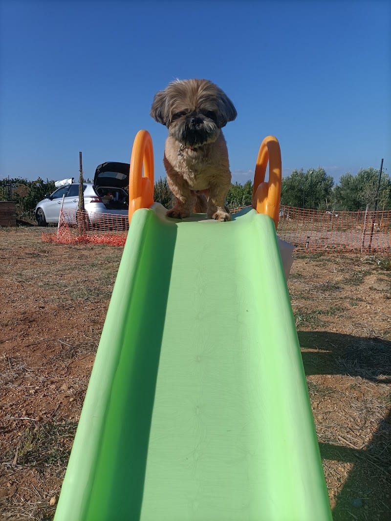 Anim'Empathe — dogsitter à Sète