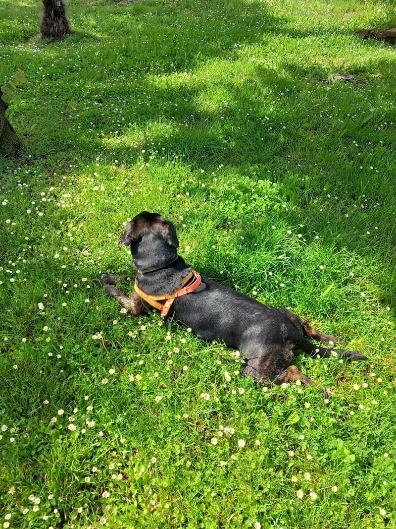 Anima'garde 31 — dogsitter à Samatan