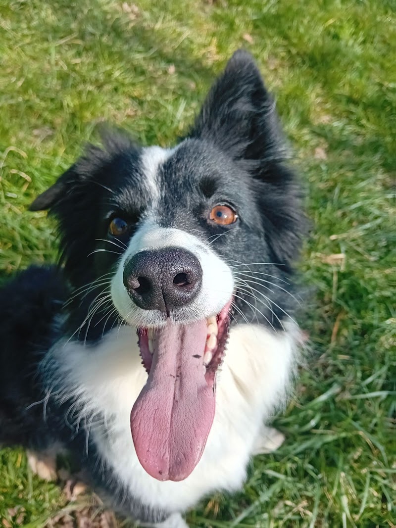 Anima-Lou — dogsitter à Lézat-sur-Lèze