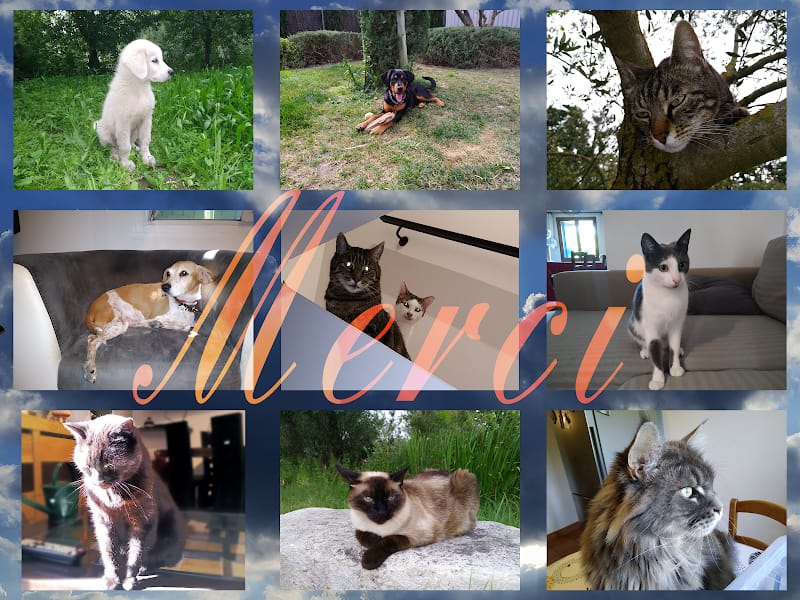 Anima'vie Marjorie la Nounou de vos Animaux de Compagnie — dogsitter à Avignon