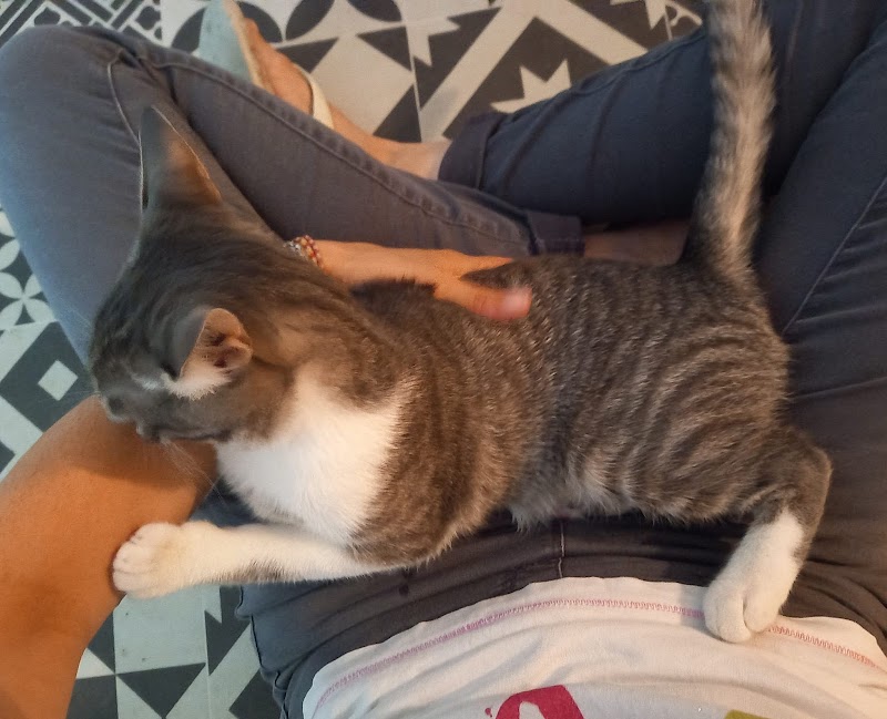 Animal à dom'31 — dogsitter à Toulouse