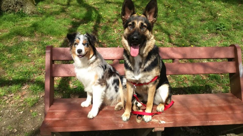 Animal's sitting 44 — dogsitter à Pornic