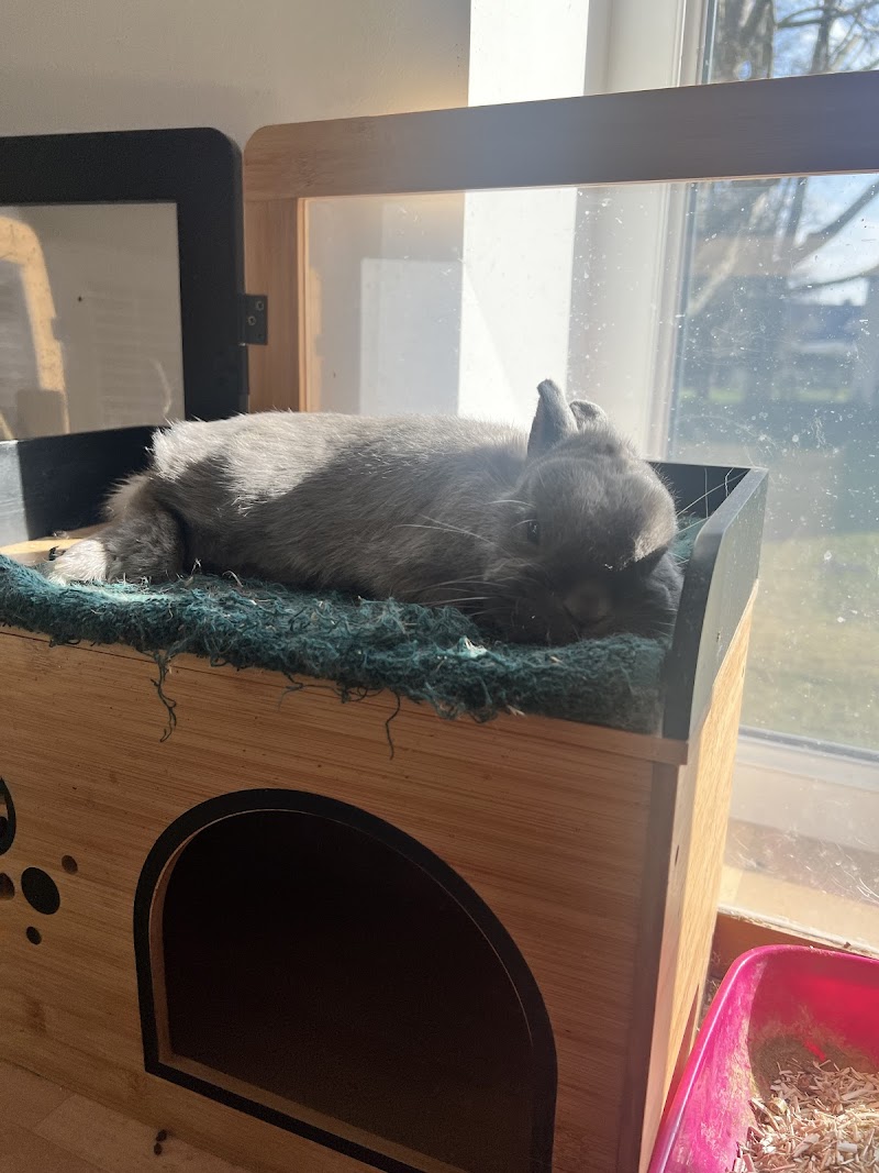 AnimaLove — dogsitter à Strasbourg