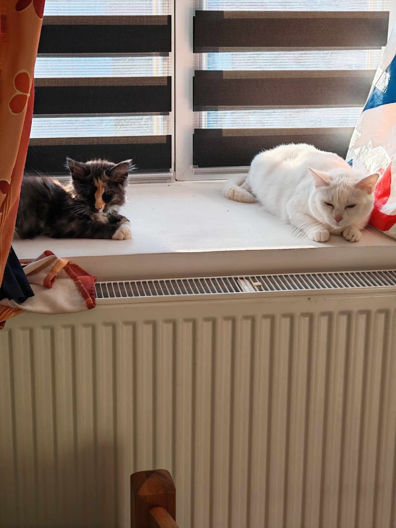 Animam services — dogsitter à Biache-Saint-Vaast