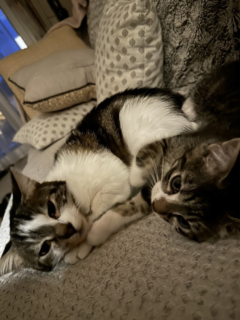 Animo'cosy — dogsitter à Lyon