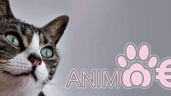 Animo Eco — dogsitter à Toulouse