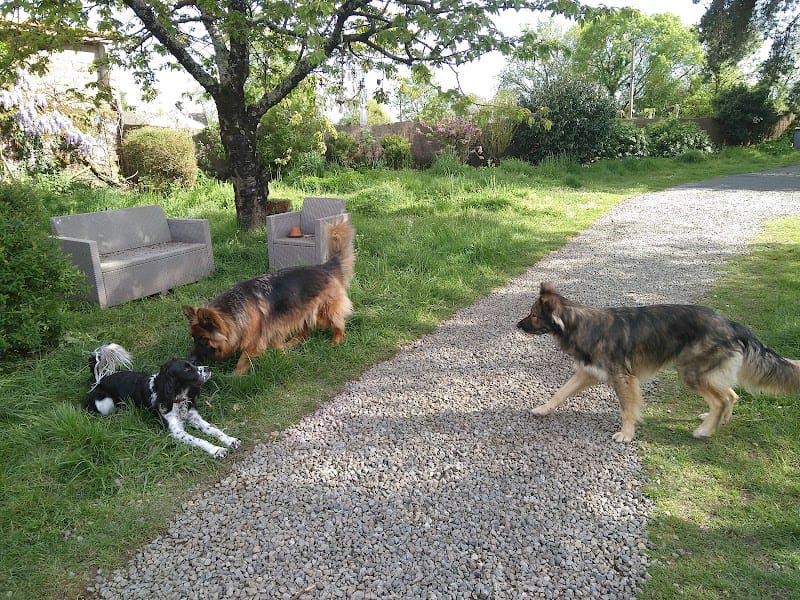 Animo-sitting Frossay — dogsitter à Pornic
