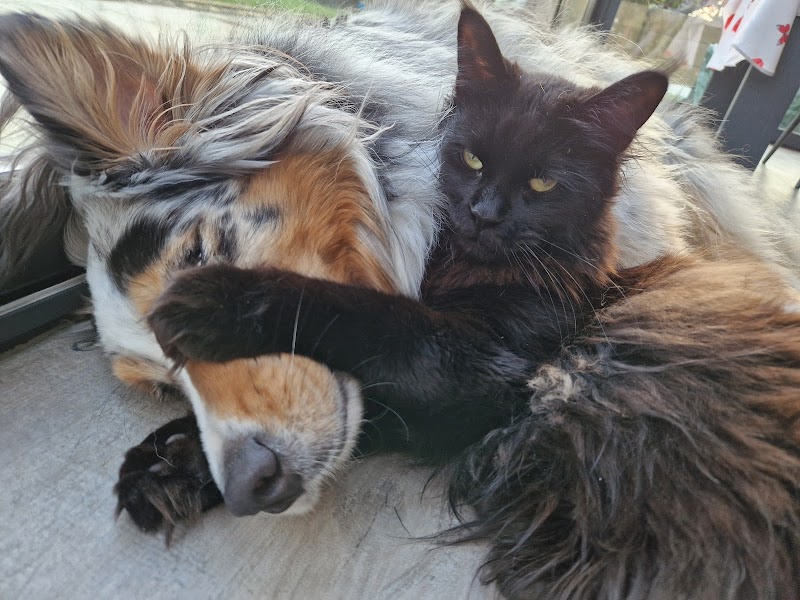 Animovac — dogsitter à Fougères