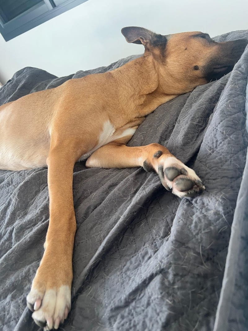 Apolo Dog Training — dogsitter à Bordeaux