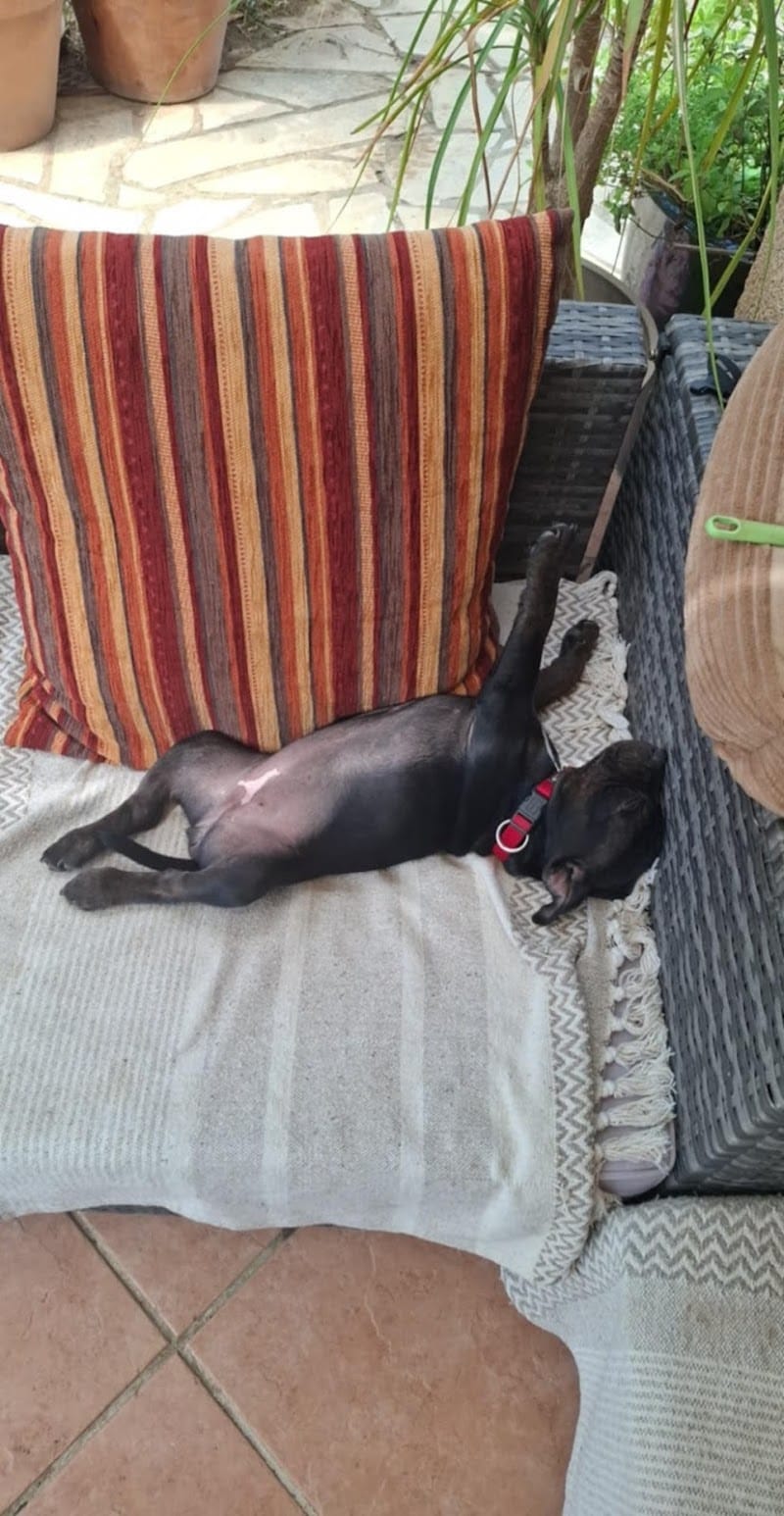 Au bonheur des Animaux — dogsitter à Toulon