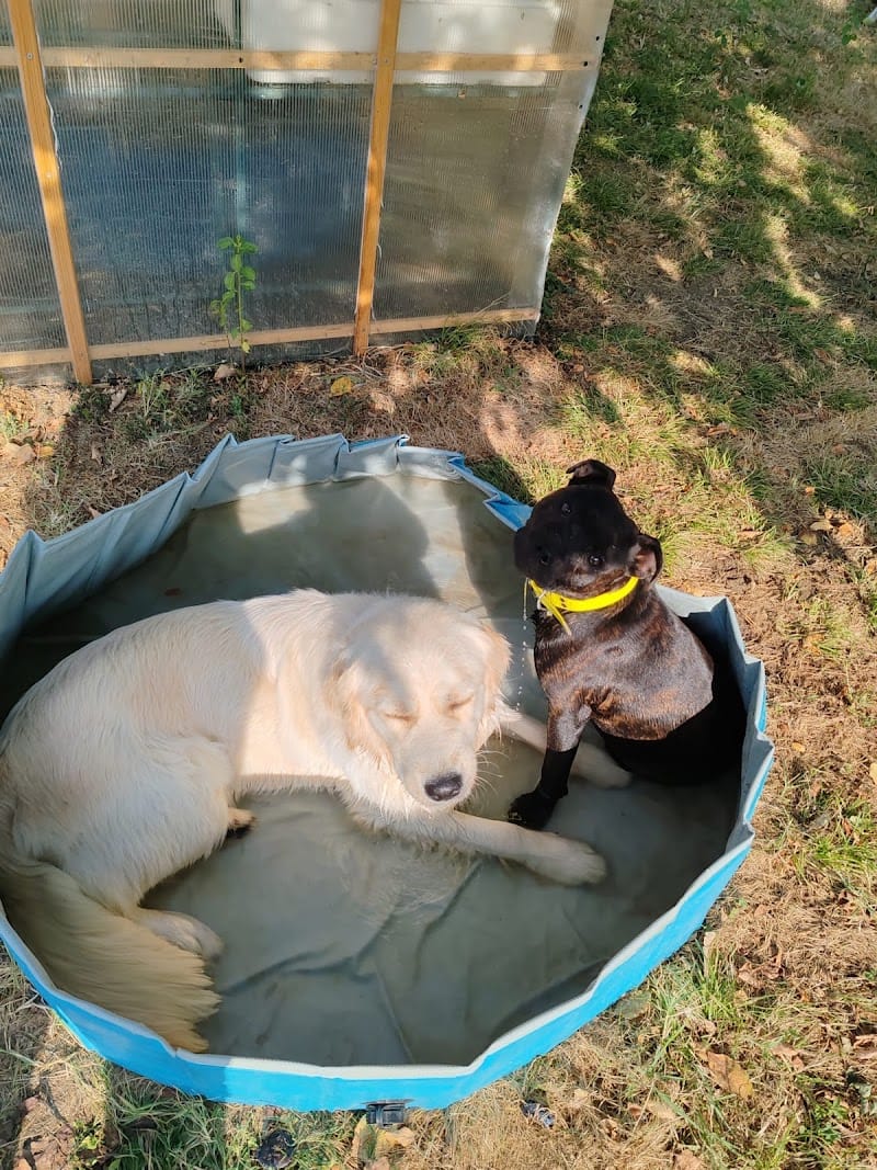 Au Bonrepos Canin — dogsitter à Fonsorbes