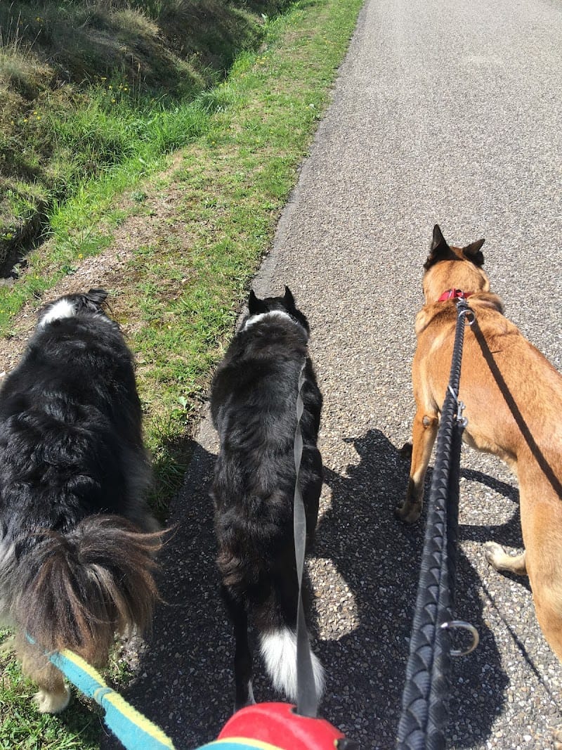 Au Pied au Poil — dogsitter à Beaucaire