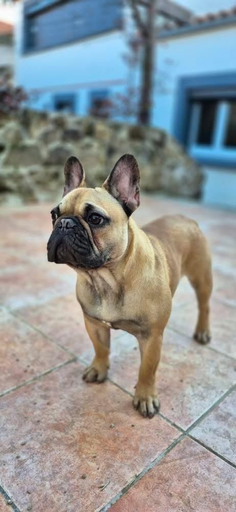 Au plaisir canin — dogsitter à La Roche-sur-Yon