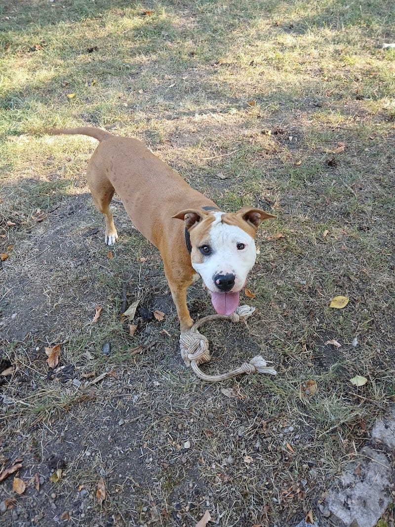 Au Service des Animaux — dogsitter à Saint-Chamond