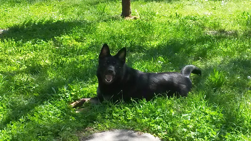 Au Service des Patounes — dogsitter à Saint-Herblain