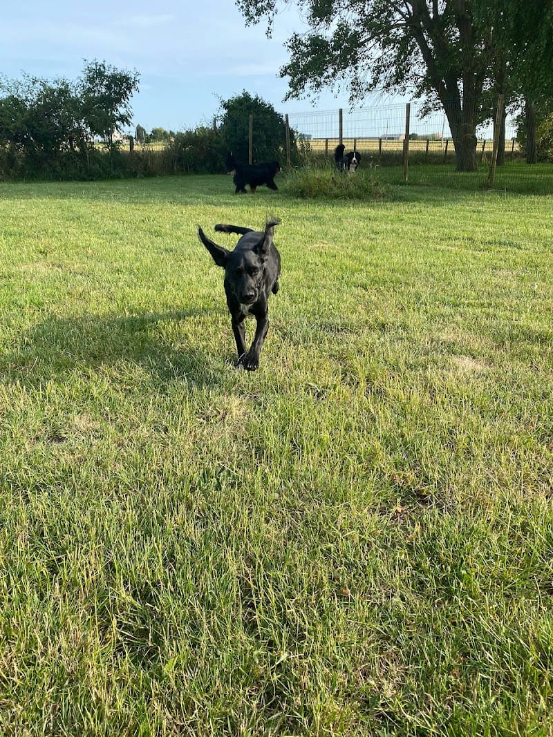 Auberge canine des hauts de Flandre — dogsitter à Dunkerque