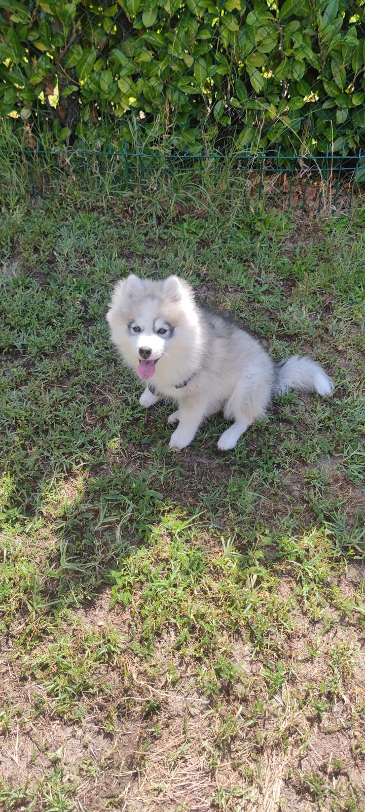 auplaisirdesonchien — dogsitter à Bordeaux