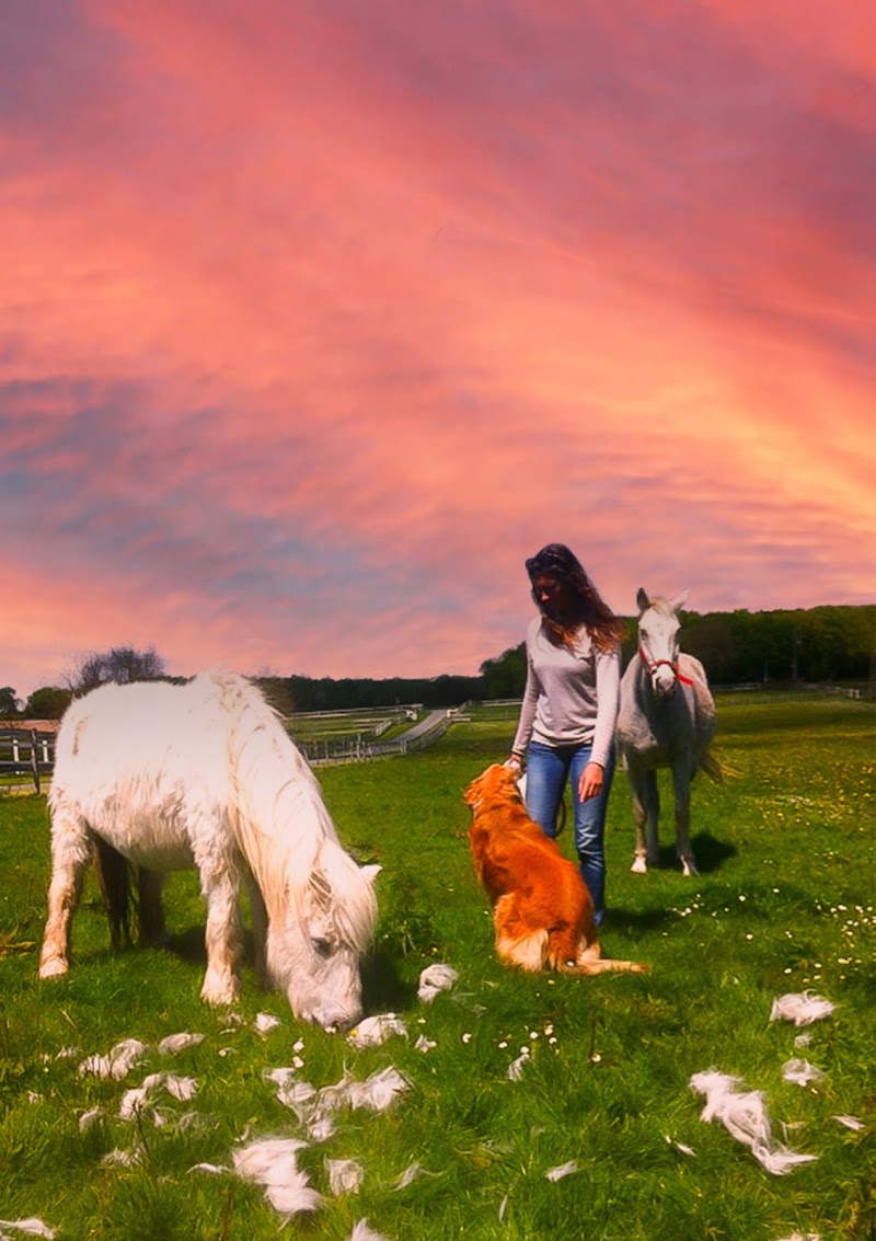 Aurore Animaux Services — dogsitter à Saintes