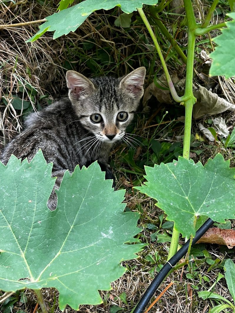 Aurore_PetSitting - Pet Sitter visite Chats et NAC, promenade chien — dogsitter à Bordeaux