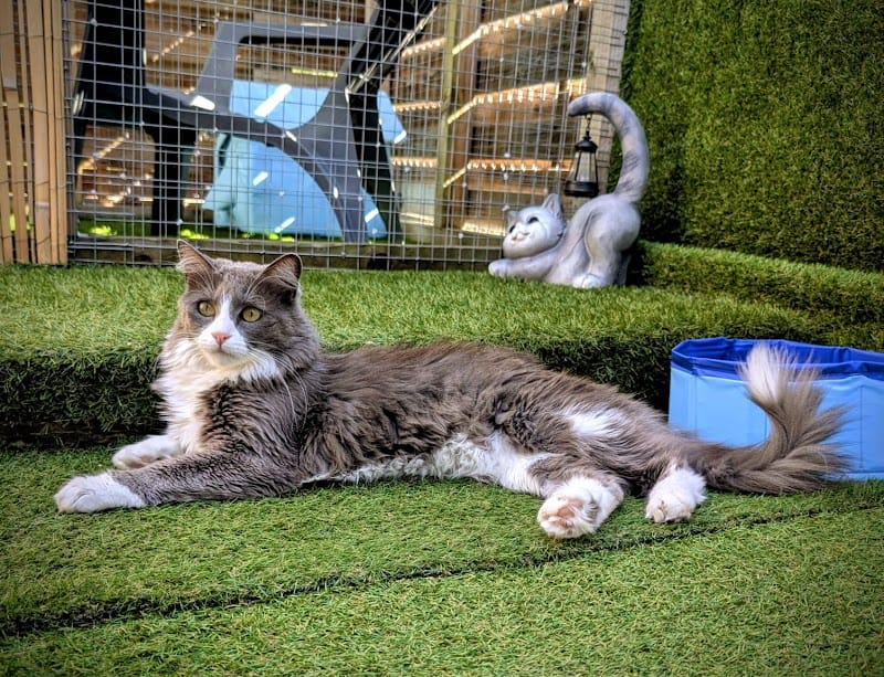 Aux Chats Câlins — dogsitter à Carcassonne
