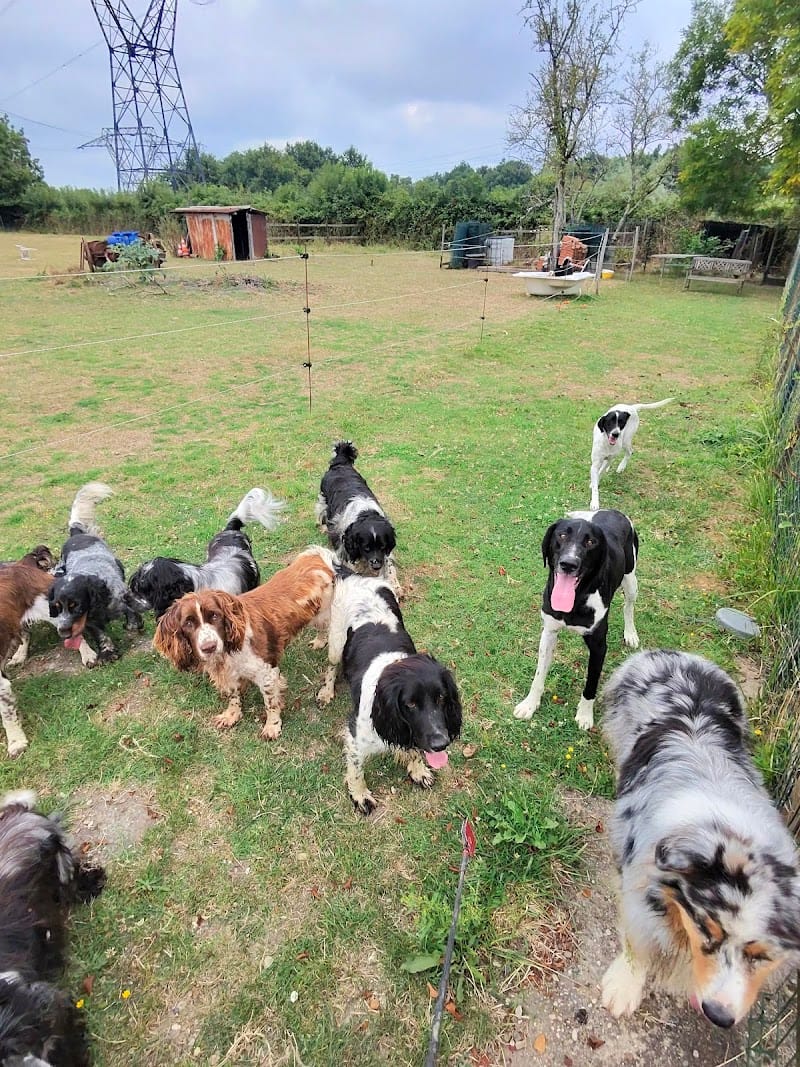 AZUR ADDICT — dogsitter à Lormont