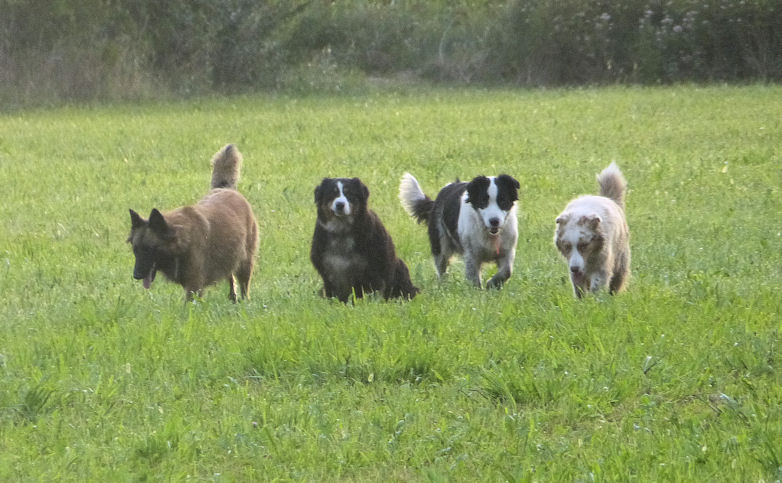 Bergers du Mistral — dogsitter à Avignon