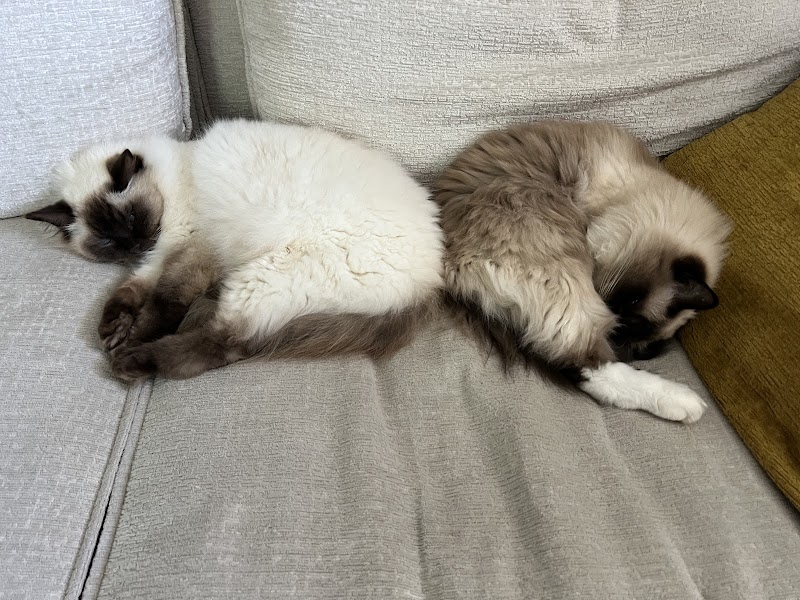 Bulle de Poils — dogsitter à Bonneville