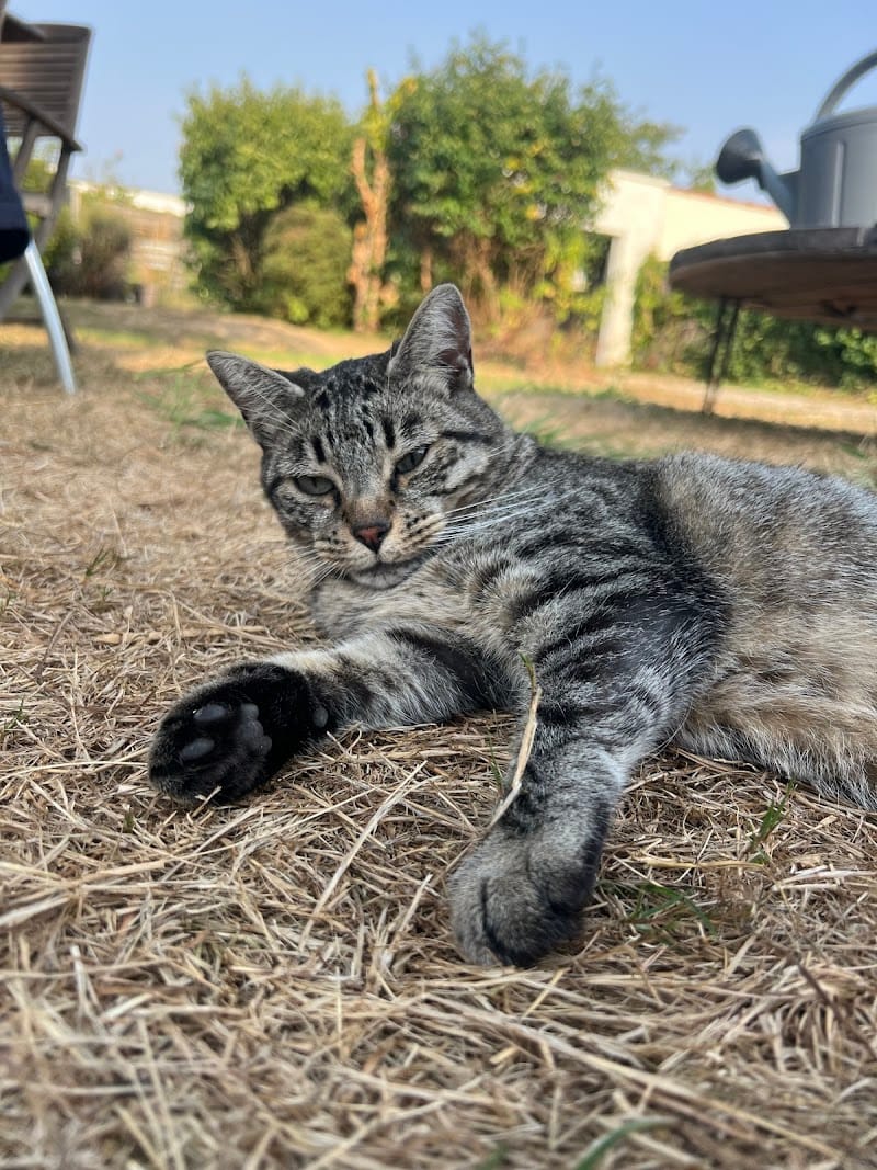 Câlins et Ronrons Garde de chats Pessac Bordeaux — dogsitter à Bordeaux