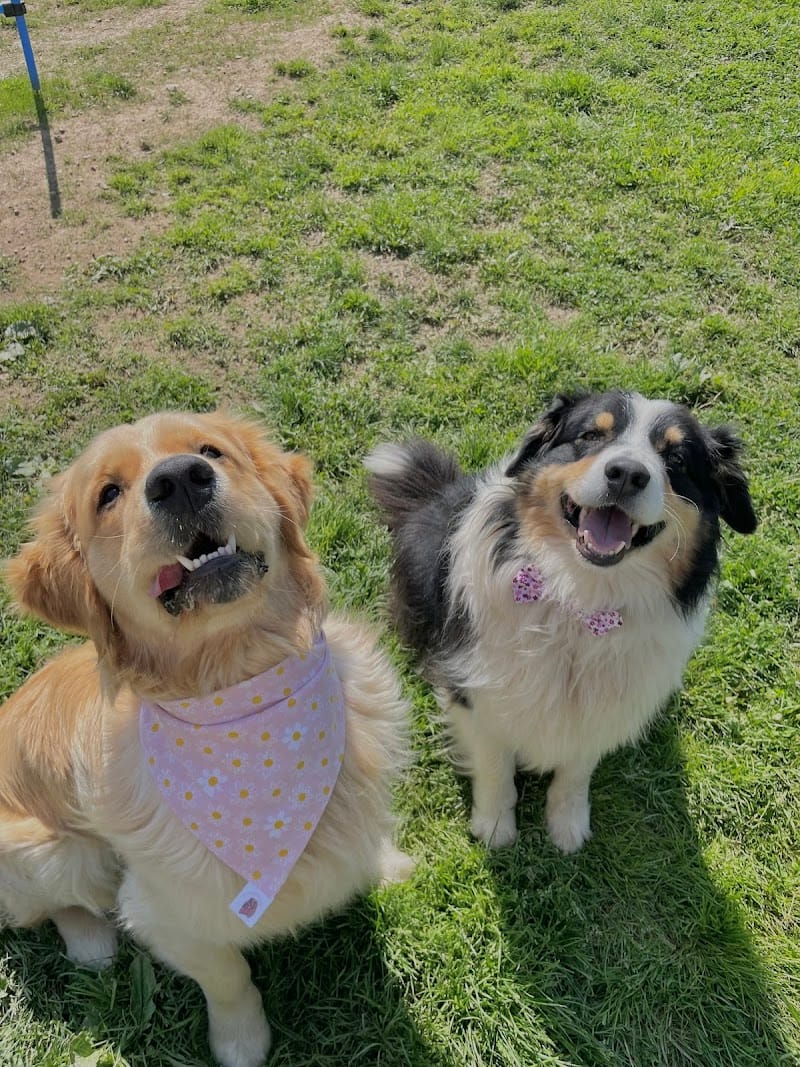 Candy's Dogs — dogsitter à Pouilly-sous-Charlieu