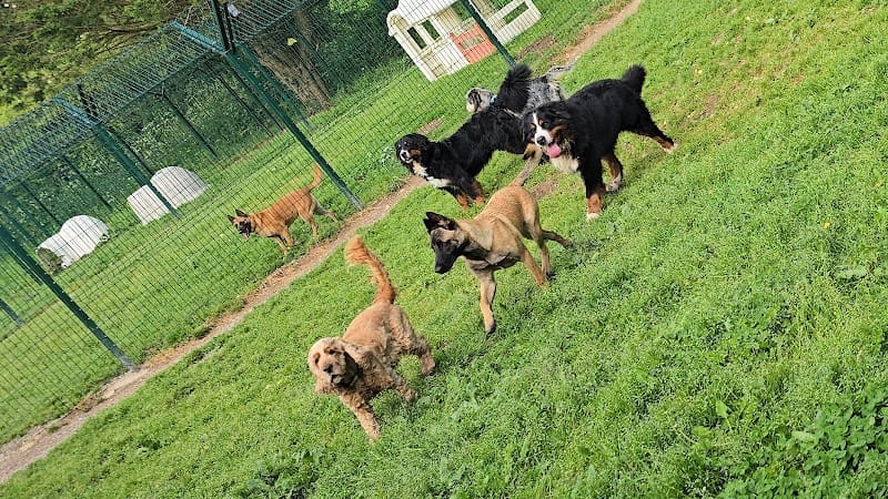 Cani Family — dogsitter à Couëron