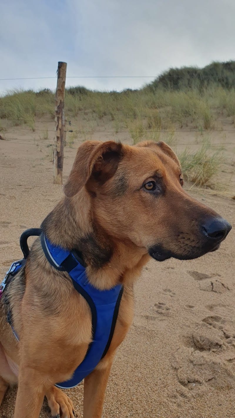 Cani Shanti – Pension canine — dogsitter à Erquy