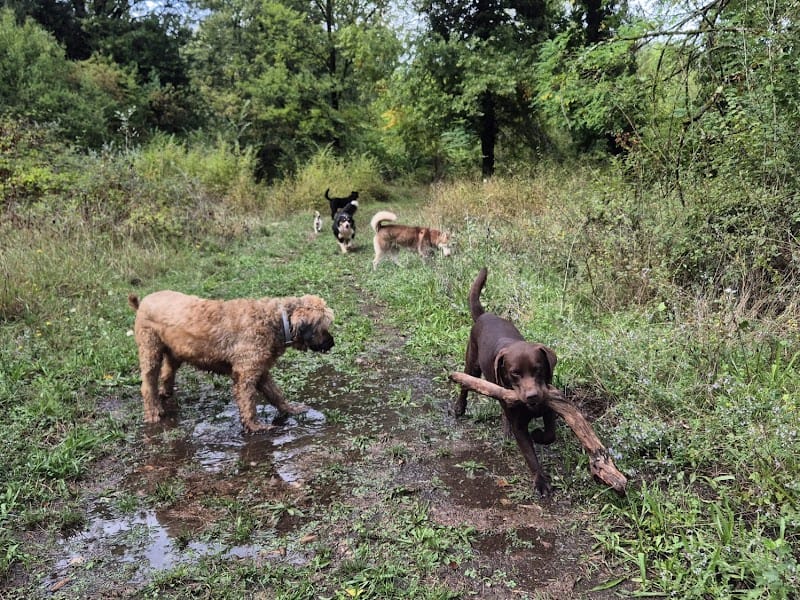Canid&moi ( garde d'animaux ) — dogsitter à Alès