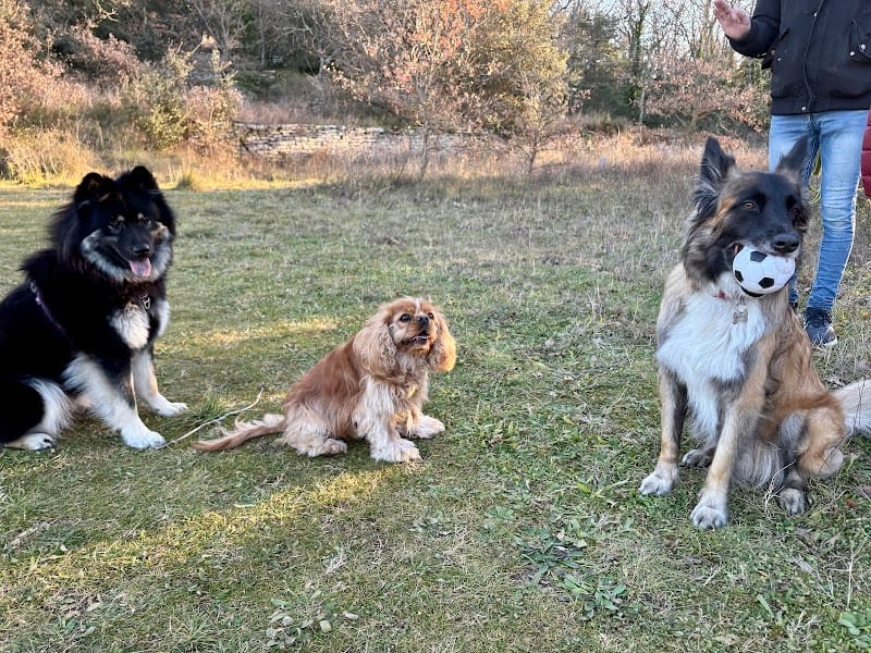 Canidilik l Education et comportement canin — dogsitter à Saint-Maximin-la-Sainte-Baume