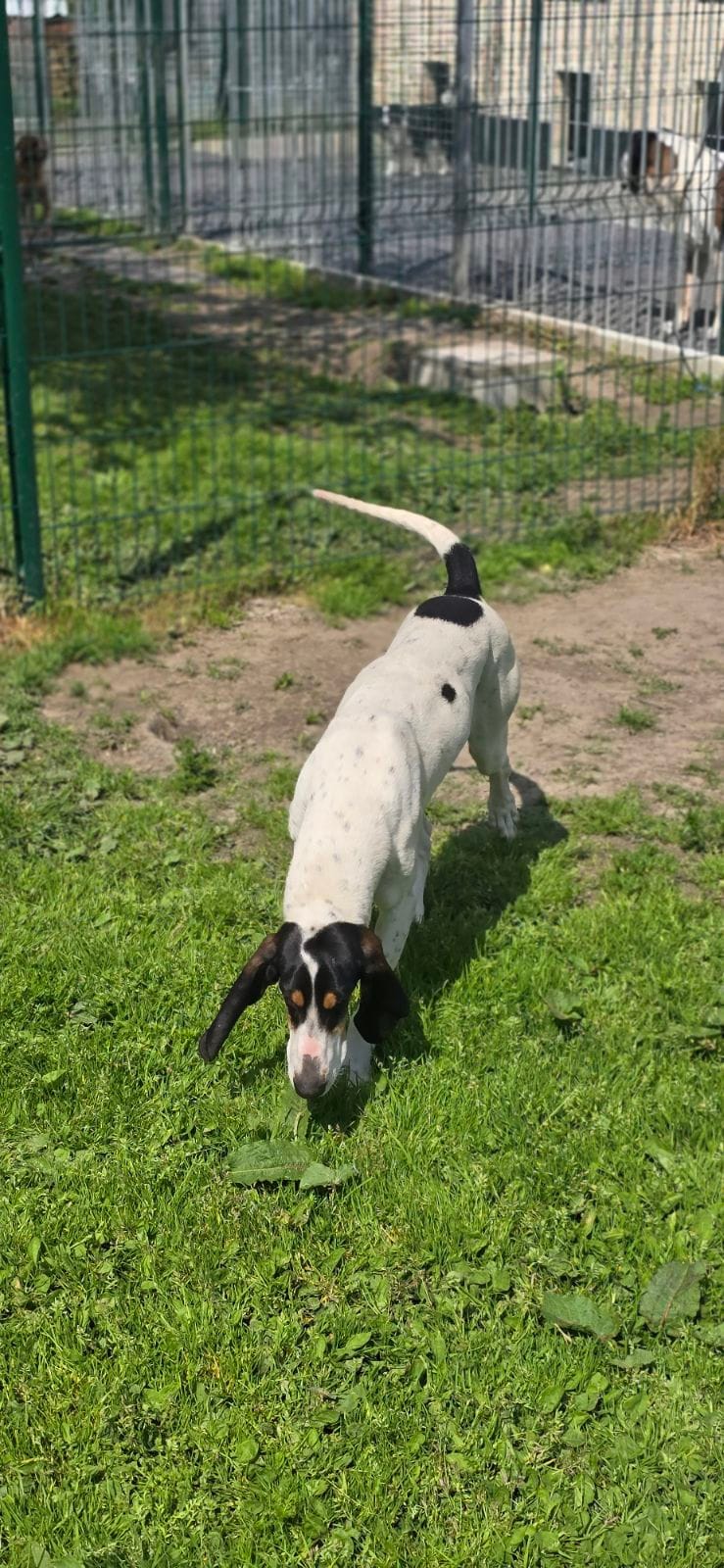 Canilove — dogsitter à Denain