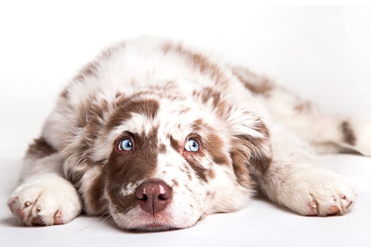 CANILYON — dogsitter à Lyon