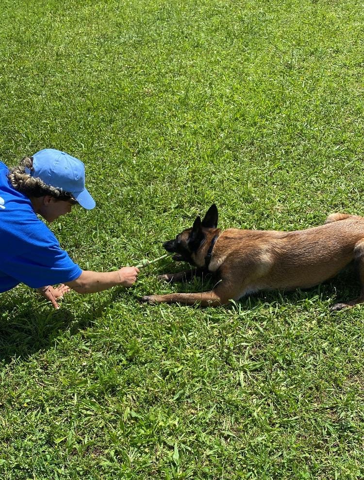 canin serein — dogsitter à Marseille