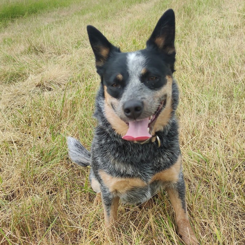 CaNina — dogsitter à Toulouse