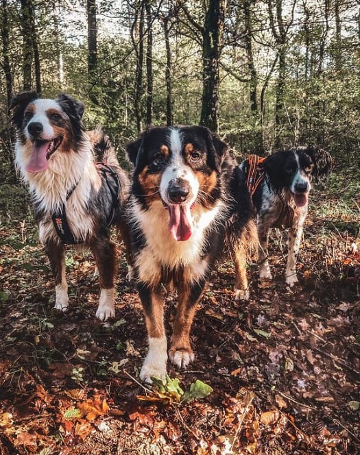 Canis Lupus - Education et Sports Canins — dogsitter à Montaigu-Vendée